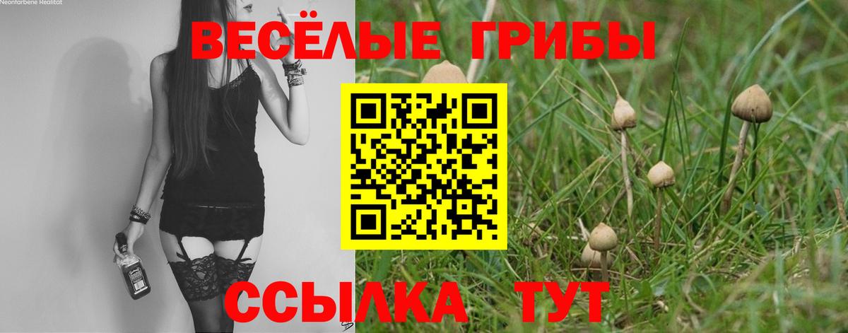 Гурьевск  Галлюциногенные грибы Psilocybe  Вход с VPN 